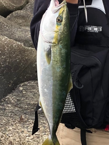 イナダの釣果