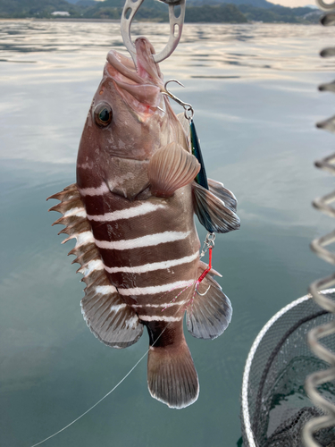 アオハタの釣果