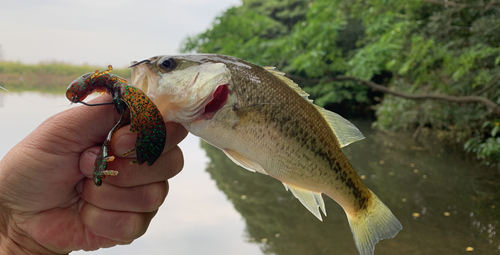 ブラックバスの釣果