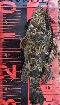タケノコメバルの釣果