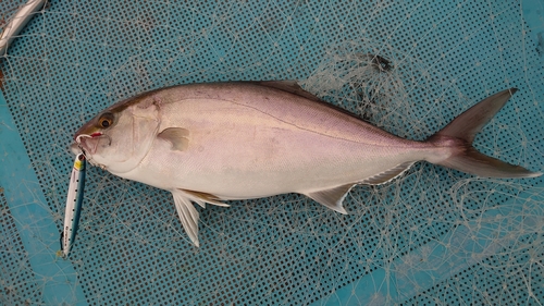 カンパチの釣果