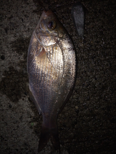 ウミタナゴの釣果