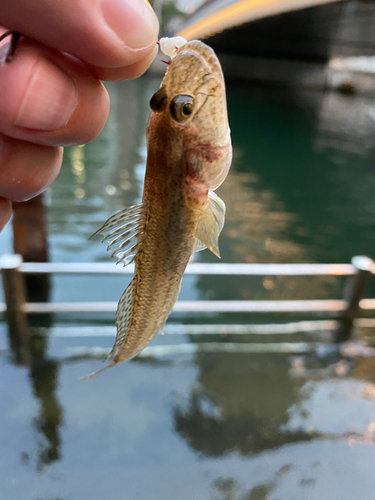 ハゼの釣果