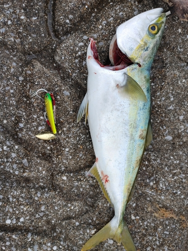 ツバスの釣果