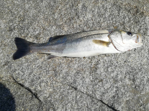 マルスズキの釣果