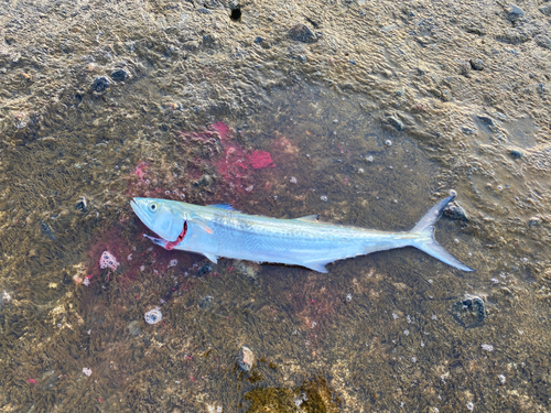 サゴシの釣果