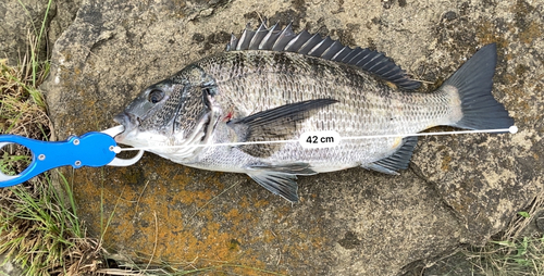 クロダイの釣果