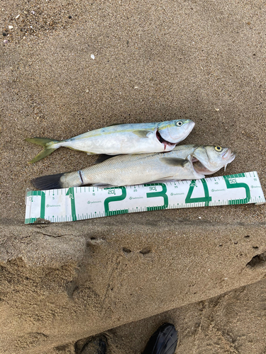 イナダの釣果