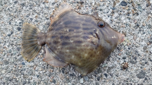 カワハギの釣果