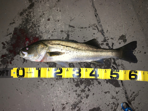 シーバスの釣果