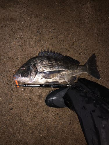 チヌの釣果