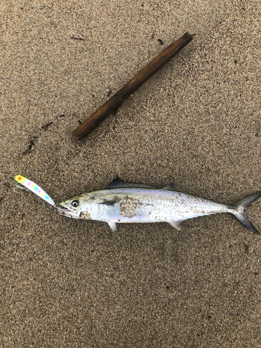 サゴシの釣果