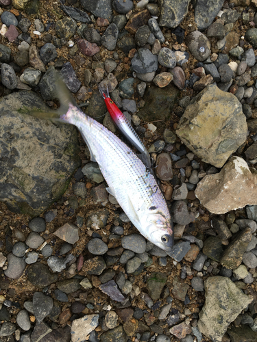 コノシロの釣果