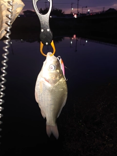 ヘラブナの釣果