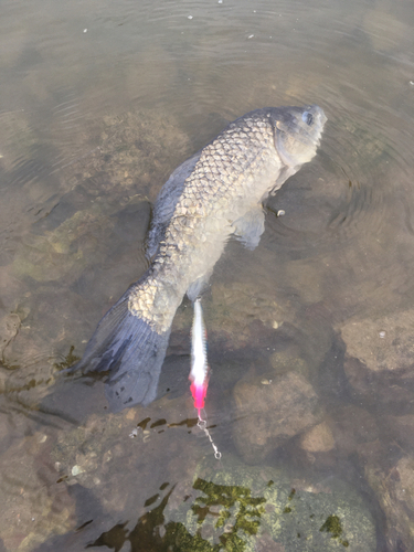 コイの釣果