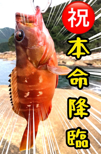 アカハタの釣果