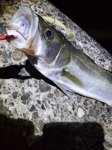 フッコ（タイリクスズキ）の釣果