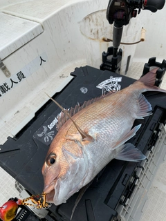 アマダイの釣果