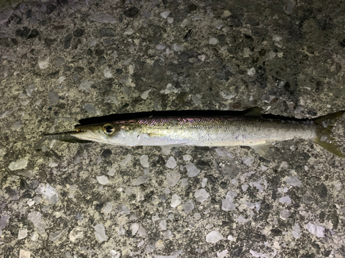 カマスの釣果