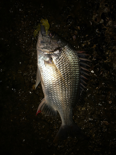 キビレの釣果