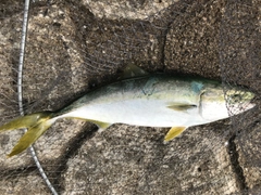 イナダの釣果
