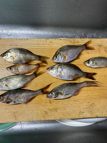 ウミタナゴの釣果