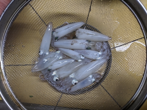 ヒイカの釣果