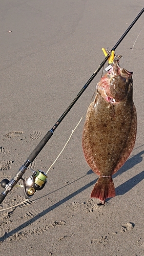 ヒラメの釣果