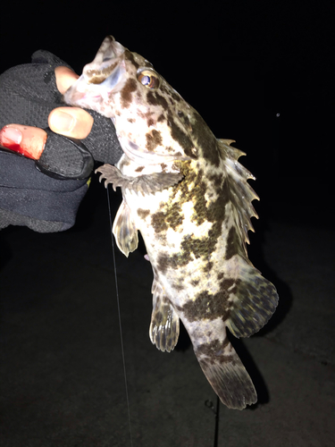 タケノコメバルの釣果