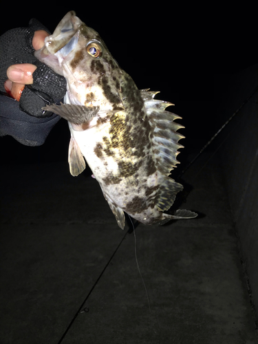 タケノコメバルの釣果