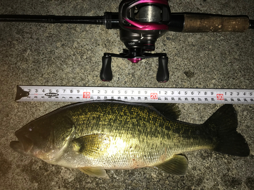 ブラックバスの釣果