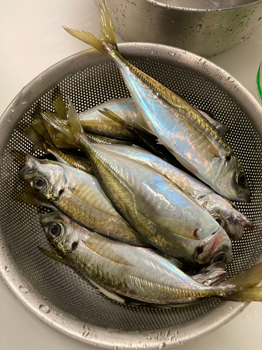 アジの釣果