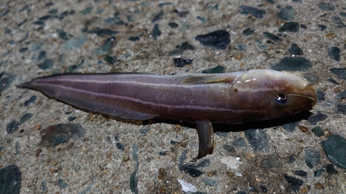 ゴンズイの釣果