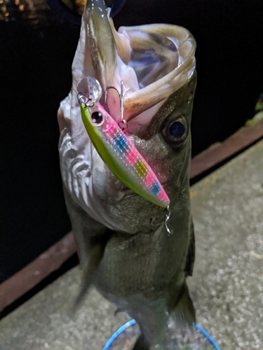 シーバスの釣果