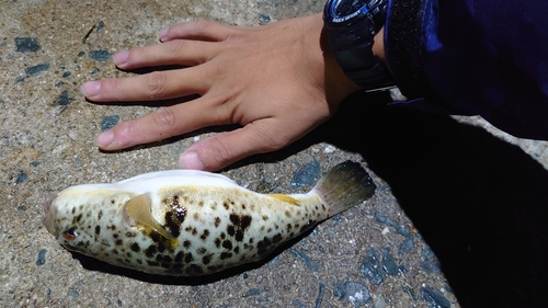 マフグの釣果