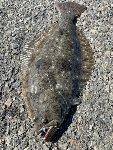 ヒラメの釣果