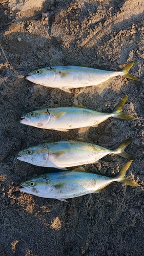 ワカシの釣果