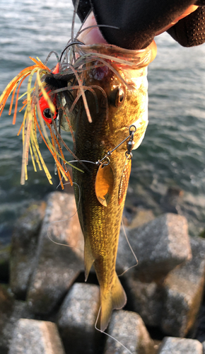 ブラックバスの釣果