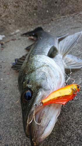 シーバスの釣果