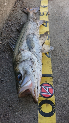 シーバスの釣果