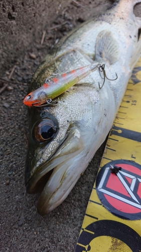 シーバスの釣果