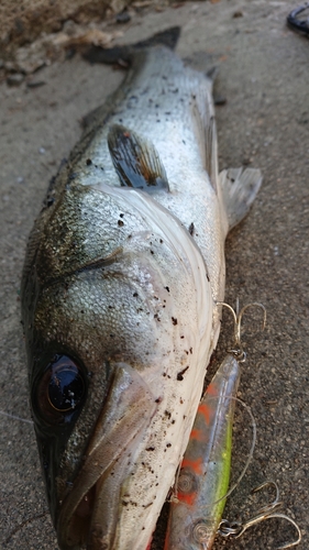 シーバスの釣果