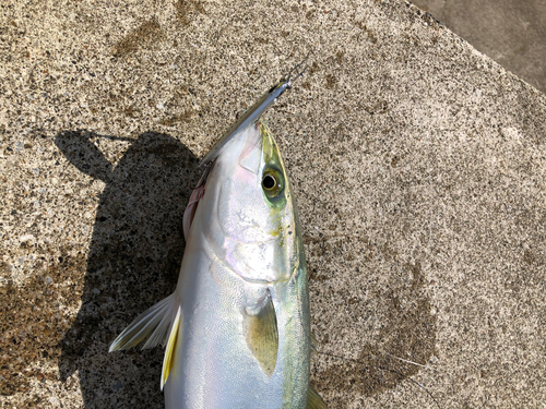 イナダの釣果