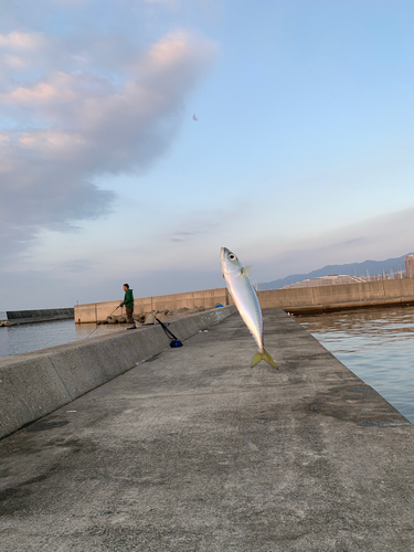 カタクチイワシの釣果