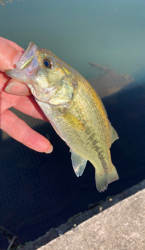 ラージマウスバスの釣果