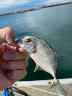 メッキの釣果