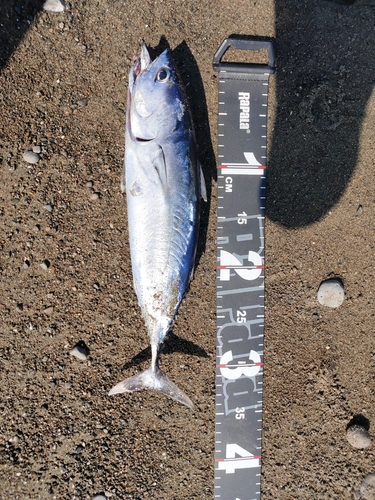 ソウダガツオの釣果