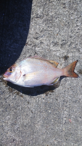 コダイの釣果