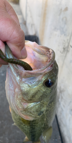 ラージマウスバスの釣果