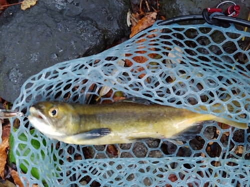 ヒメマスの釣果